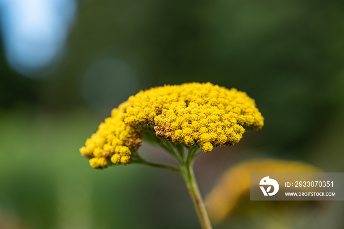 Flowers of a Achillea filipendulina, parker’s variety.