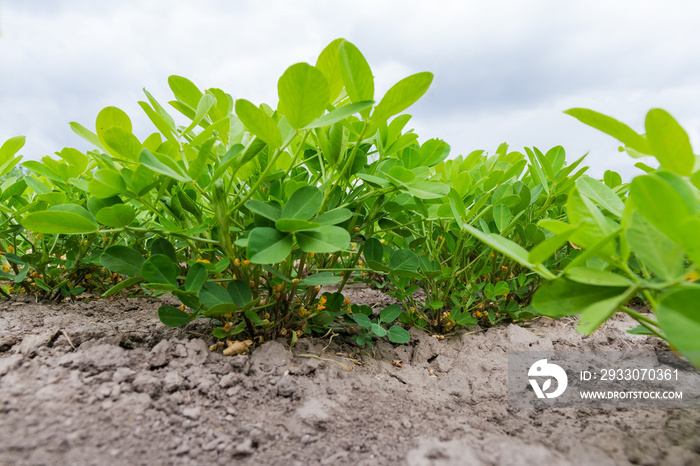 Plants of the flowering peanut on plantation in selective focus