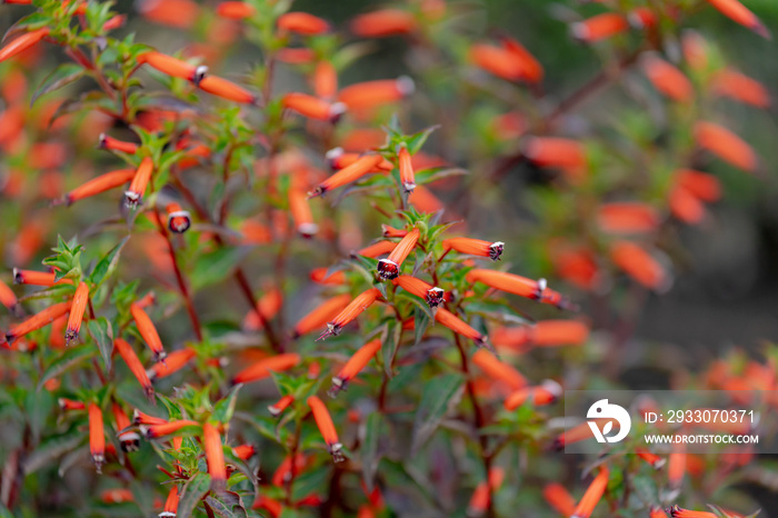 Selective focus of orange flower Cuphea ignea in the garden, The Mexican cigar or firecracker plant is a species of flowering plant in the genus Cuphea of the family Lythraceae, Nature background.