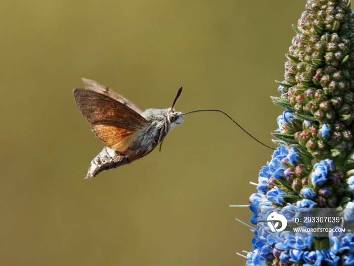 Hummingbird Hawk Moth - Taubenschwänzchen (The Hummingbird Hawk Moth is not a hummingbird. - Der Kolibri-Hawk-Moth ist kein Kolibri.)