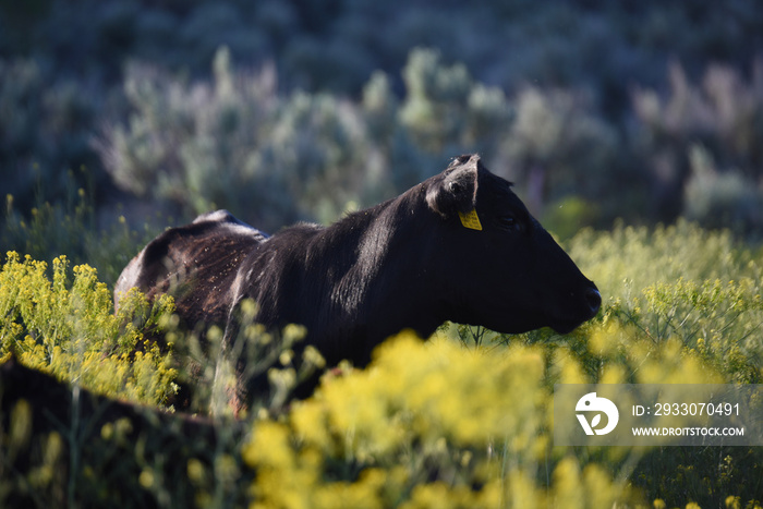 Black Angus Cow in Free Range Pasture