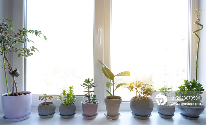 Beautiful flowers on the windowsill. Indoor plants stand on a plastic windowsill. Plastic windows. Double-glazed window