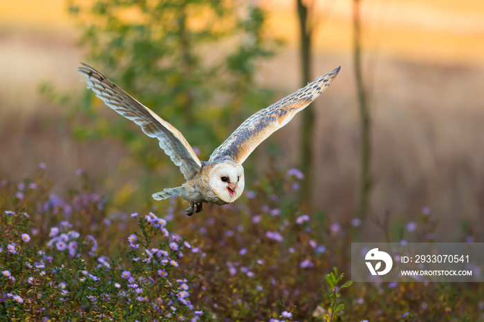 Schleiereule im Flug