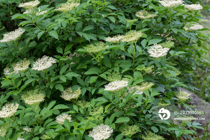 Sambucus nigra, elderberry, black elder white flowers