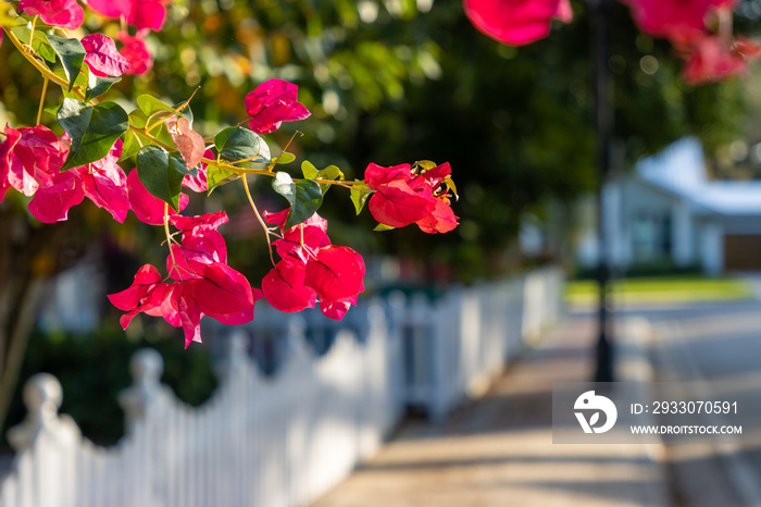 Pink flowers on tree hanging over sidewalk