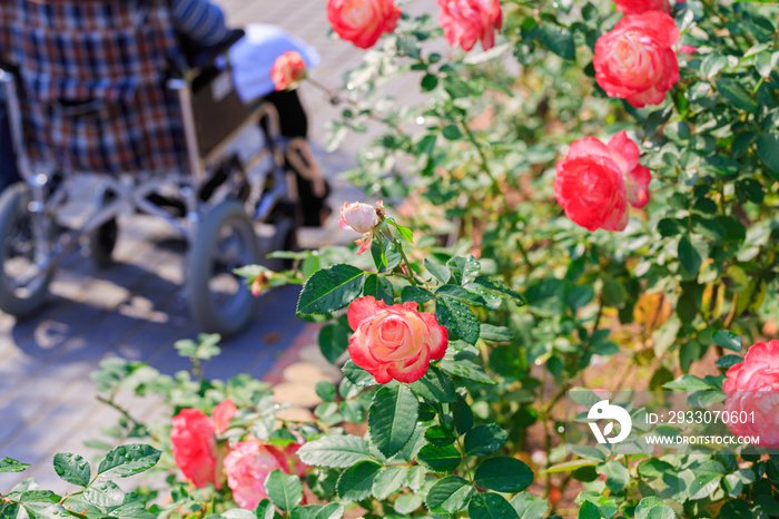 バラの花と車椅子に乗った人