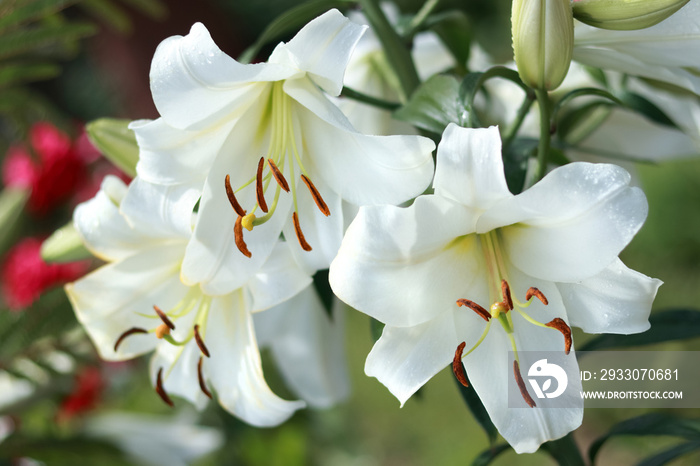 Madonna Lily. White Easter Lily flowers in garden. Lilies blooming. Blossom Lilium Candidum in a summer. Garden Lillies with white petals. Large flowers in sunny day. Floral background. Greeting card