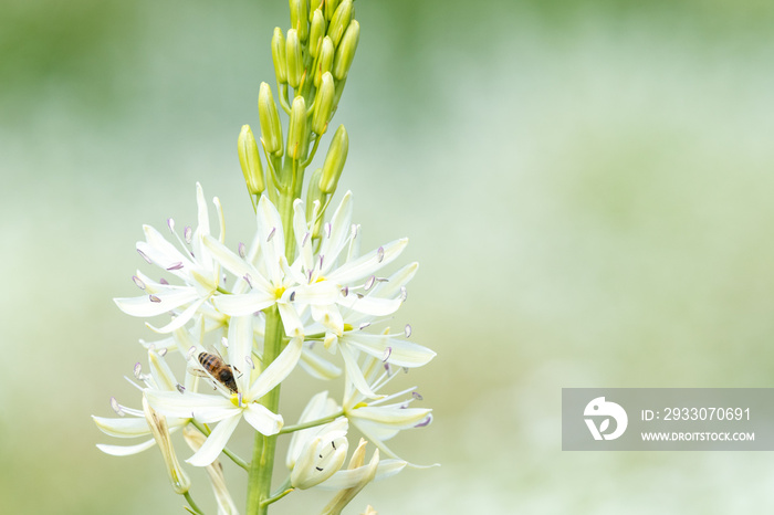 Close up of a white camassia (camassia quamash) flower in bloom