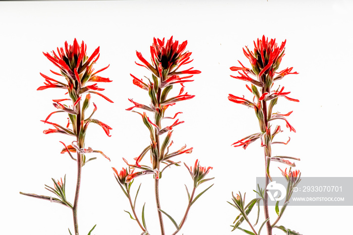 Three stems of desert indian paintbrush with bright red petals arranged horizontally on a lightbox