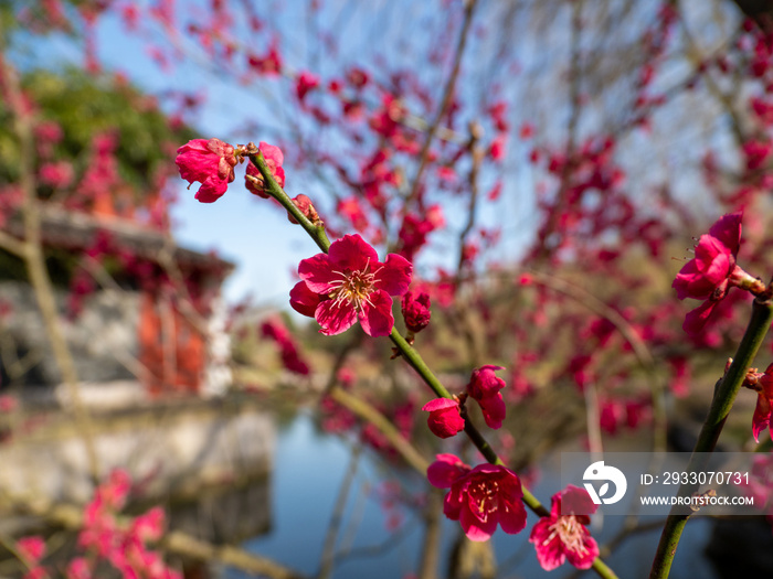 Macro of bright red spring flowering of Japanese quince or Japanese chaenomeles against a blurred garden background. Sunny day.