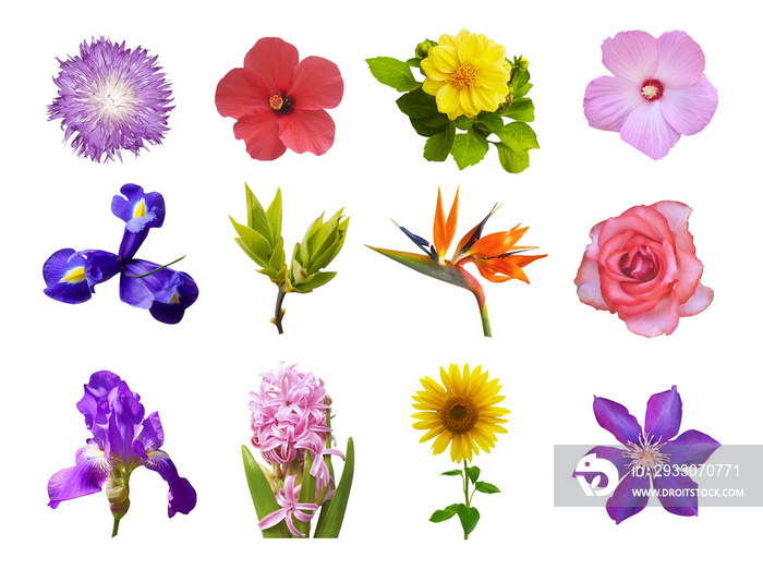 Macro photo of flowers set: iris, strelitzia, ipomoea, sunflower, hibiscus, hyacinth, green bushes, rose, common mallow, cirsium vulgare on white background.
