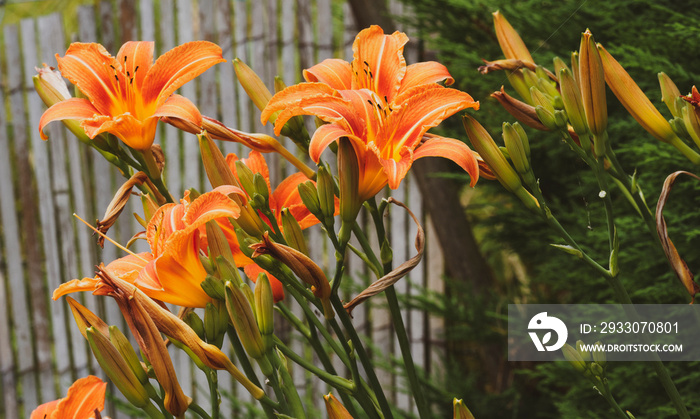 (Hemerocallis fulva) Die Gelbrote Taglilie oder Braunrote Taglilie mit gelb-roten Blüten, hellgelben Schlund und gelben Mittelstreifen auf den Blütenkronblättern