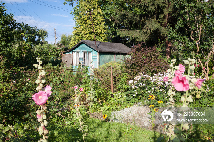 wooden hut in the allotment garden during the summertime