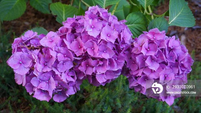 Beautiful Hydrangea serrata flowers close up. Common names Mountain hydrangea and Tea of heaven.