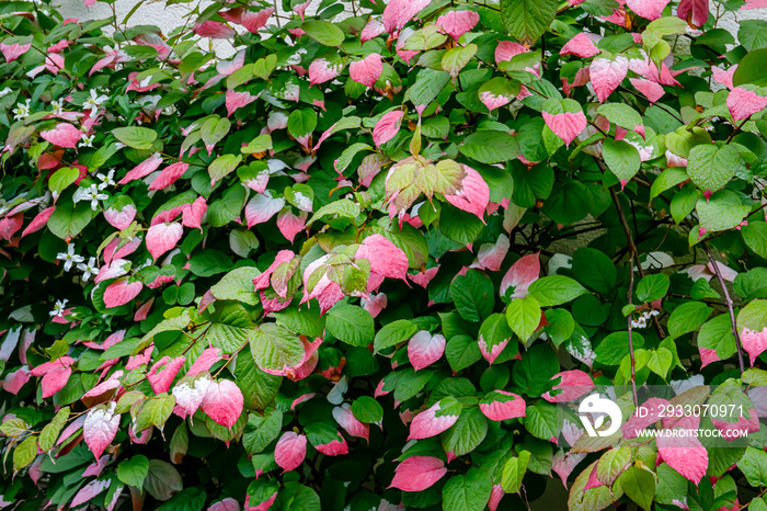 Actinidia kolomikta (Variegated Kiwi Vine) red green leaves with water drops, close up. Flamingo ray pens Climber Wall Shrub. Artic Kiwi Colorful leaves