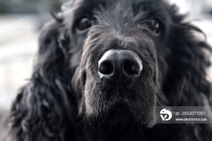 face of cocker Spaniel black dog