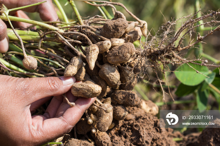 farmer harvest peanut