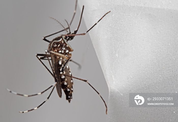 Macro Photo of Yellow Fever Mosquito Isolated on Background