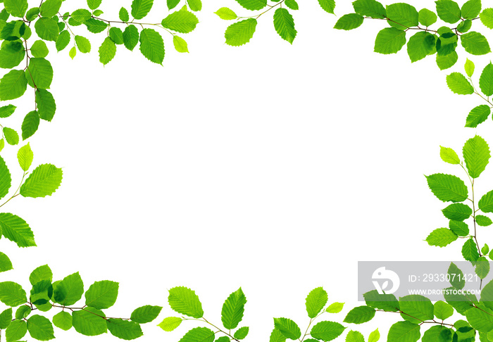 Green leaves border isolated on white background.