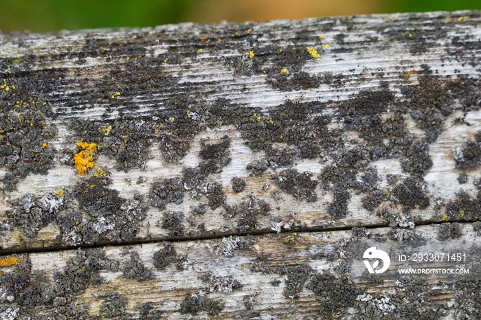 Moldy Old Board