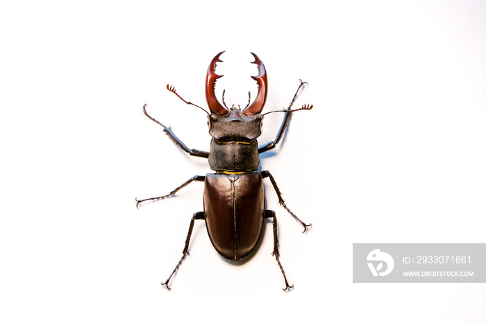 Male Reddish-brown Stag Beetle. Lucanus capreolus.