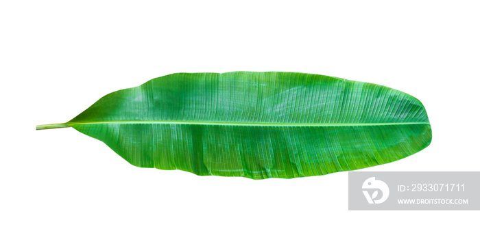 banana leaf isolated