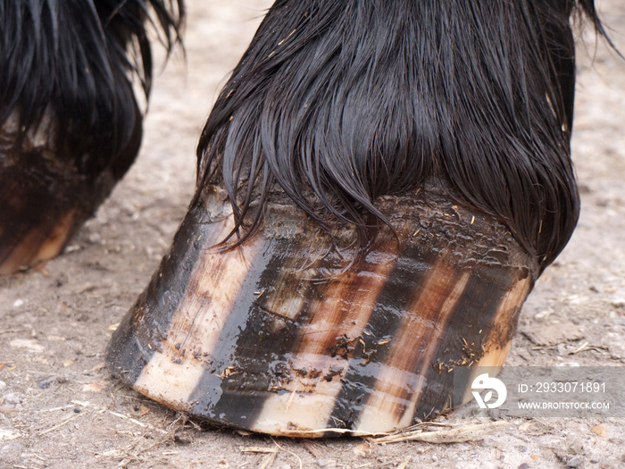 Close-up of the hoof of a Friesian horse standing on a concrete floor, photographed from a low point of view. The hoof is greased with hoof oil for a good overall care of the hoof