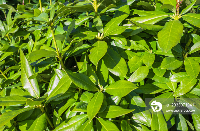 Green leaves and ovary of rhododendron inflorescence close-up. Background of an evergreen shrub. Pacific rhododendron