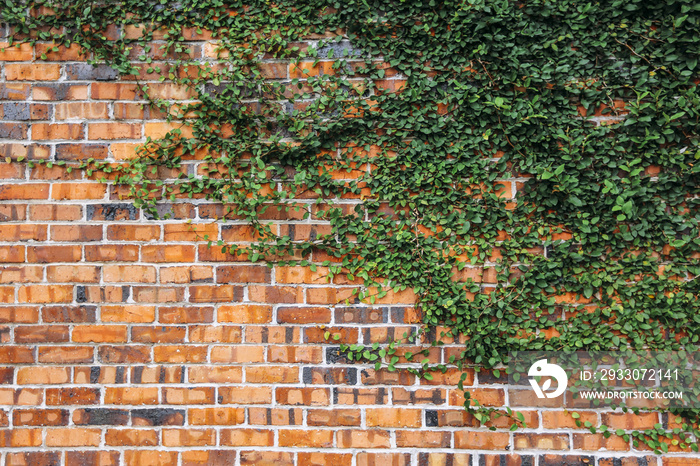 Climbing plants on red brick wall