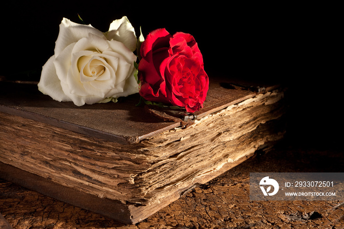 Fresh roses on old book