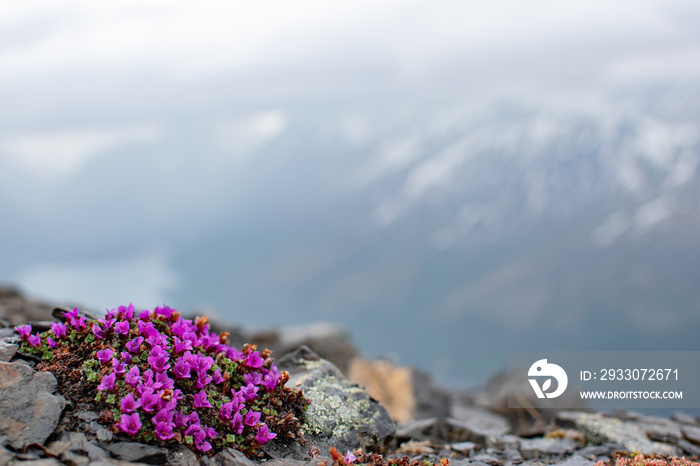 Purple Saxifrage sits on the slopes of  Pepper Peak.