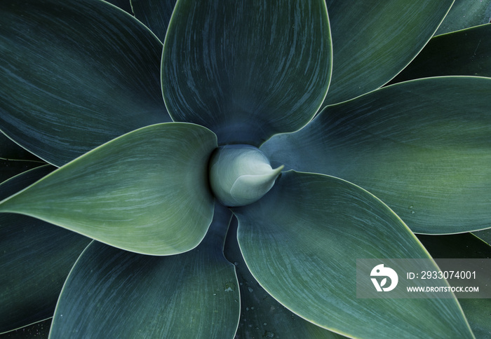 Abstract top view of the agave plant Dragon tree, blue fox tail agave Floral green pattern