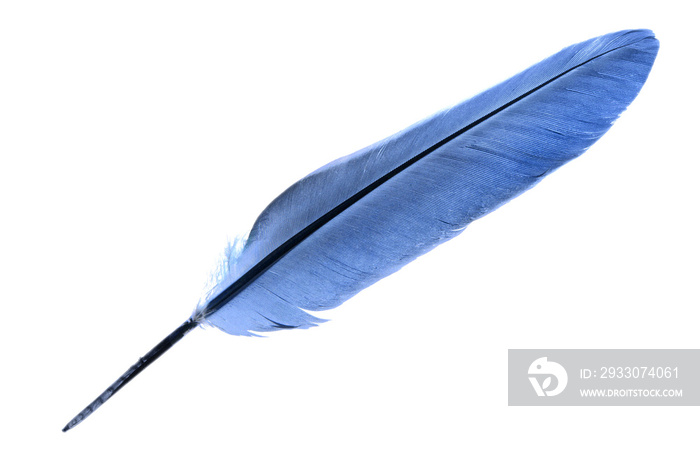 Single bird feather in blue isolated on a white background