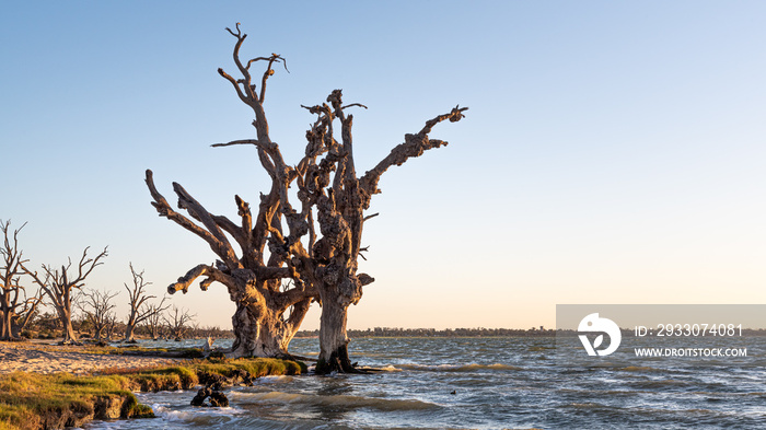 Dead Trees on the shores of Lake Bonney, Barmera, South Australia. Late summer afternoon on a breezy day. Popular tourist destination, Australia.