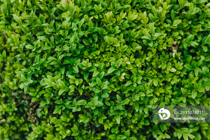 Beautiful background, close-up texture of green leaves, evergreen boxwood foliage. Photography of nature in the garden.