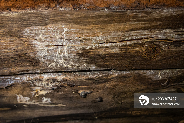 Indoor damp & air quality (IAQ) testing. A closeup view on timber inside a domestic building, signs of wood decay fungus (lignicolous fungi) with both white rot and brown rot visible.