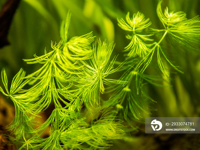 selective focus of Hornwort plant (Ceratophyllum demersum) on a fish tank - macro close up