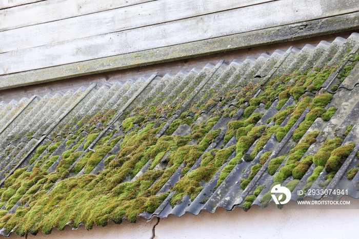 Dangerous asbestos roofs covered with moss are still widespread in Lithuania