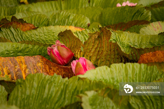 Exotic flora. Closeup view of Victoria cruziana, also known as giant water lily, large floating green leaves and pink flowers blooming in the river.