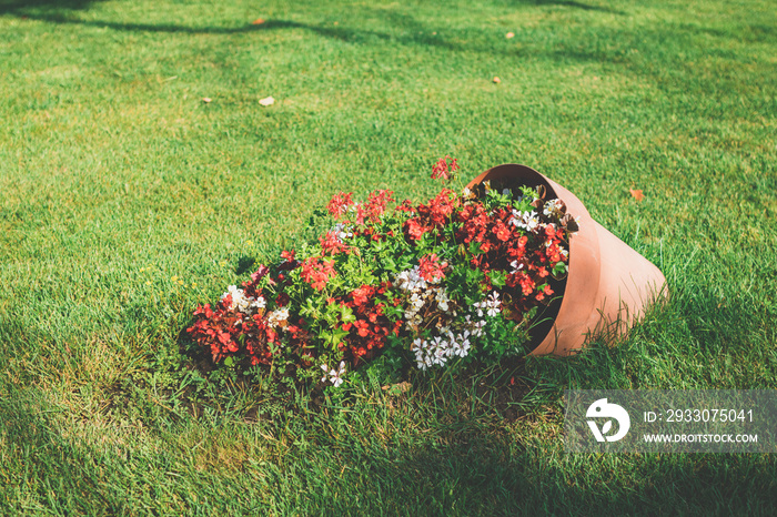 Decorative clay pot in garden. garden decoration concept. a vase of flowers lies on a green lawn. sunny day