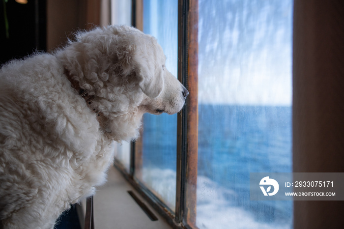 Big white Kuvasz dog looking at the sea from behind the window of a ferry boat