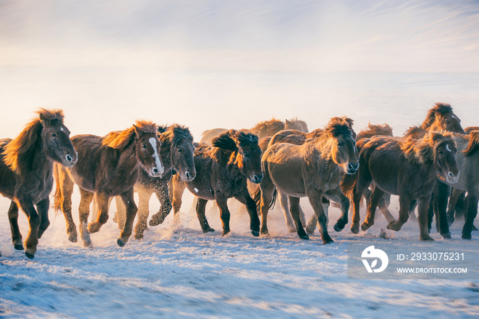 Horses running on the snow field in the morning