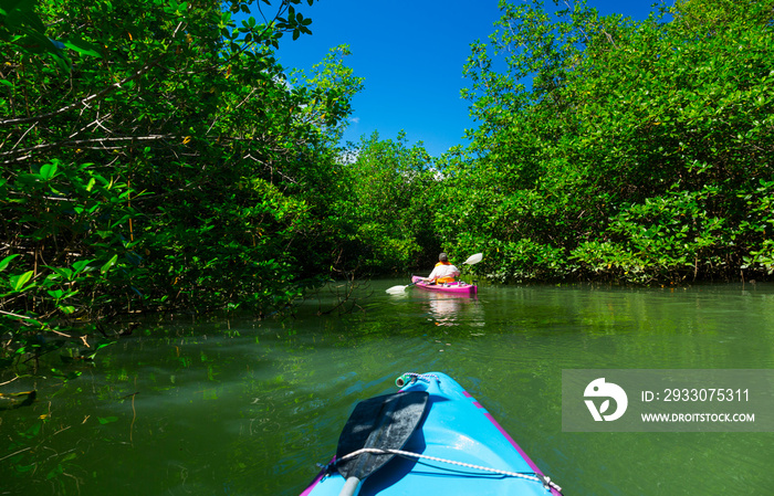 Mangrove, Puerto Jiménez, Golfo Dulce, Osa Peninsula, Costa Rica, Central America, America