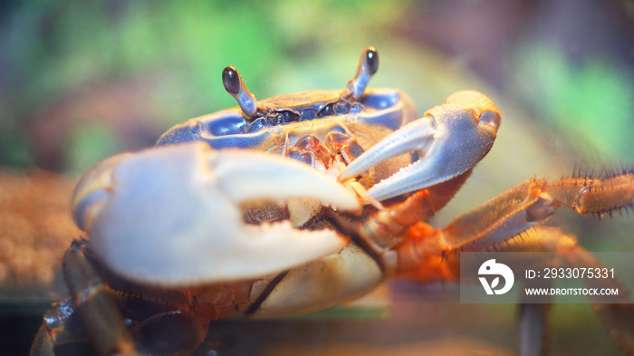 Colorful Cardisoma pet crab in aquarium, extreme close-up. Pet trade, protection, science, education, zoology, carcinology, environmental conservation, underwater