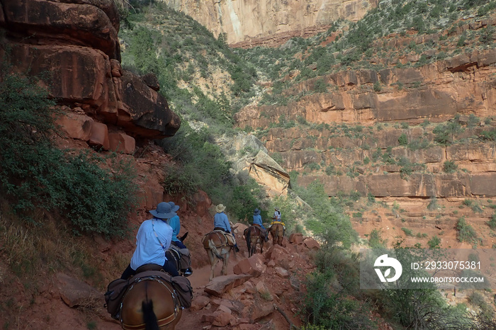 Mule train riding on the Bright Angel Trail in Grand Canyon National Park