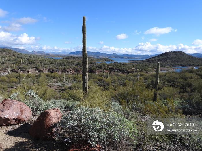 The beautiful scenery of the Sonoran Desert, with Lake Pleasant in the background, Peoria, Maricopa County, Arizona.