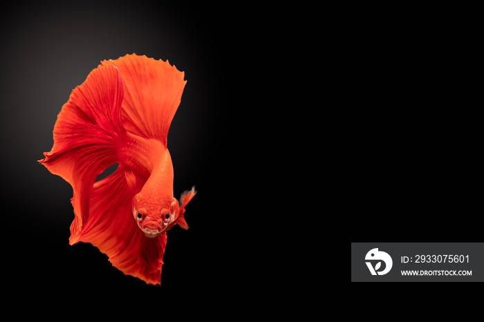 Wild betta fish, siamese fighting fish on black background