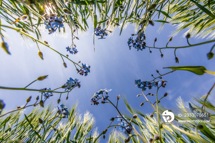 Blick in den blauen Himmel im Gerstenfeld durch blaue Blumen