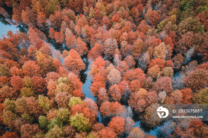 Aerial photography of the redwood forest in the river in autumn