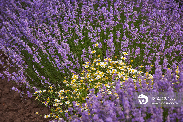 Lavender fields and chamomile at the summer day, natural colors